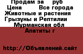 Продам за 50 руб. › Цена ­ 50 - Все города Животные и растения » Грызуны и Рептилии   . Мурманская обл.,Апатиты г.